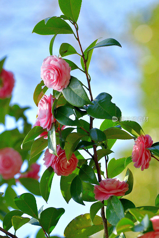 山茶花/日本山茶花花:红色，粉红色和白色